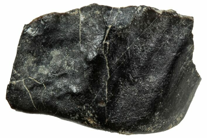 Fossil Iguanodon Tooth - England #316986